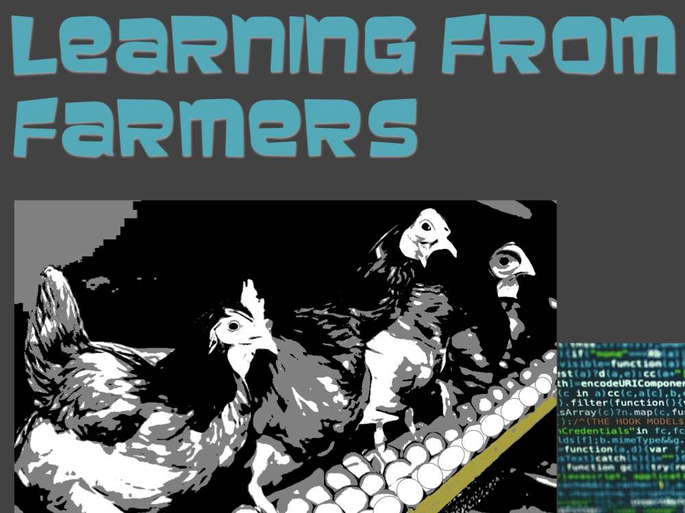 Chickens in an industrial egg production facility